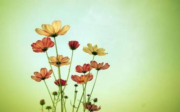 花科学教育活动教案8篇