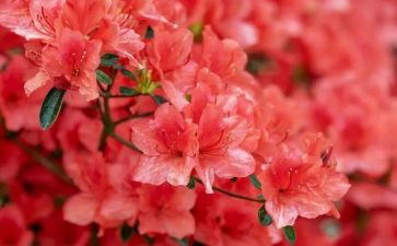 花与瓶美术教案6篇