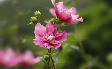 四季节的花教案6篇