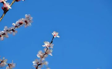 梅花开了作文600字6篇