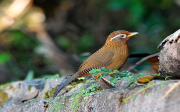 《画眉》的读后感5篇