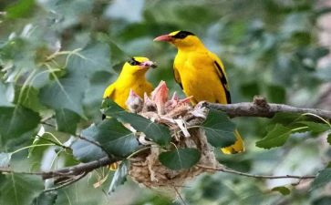 大班音乐《蜗牛与黄鹂鸟》教案7篇