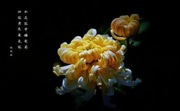 我与菊作文参考8篇