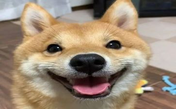 过春节真开心作文7篇