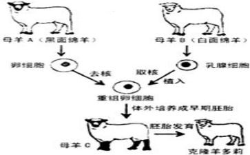 克隆的作文600字8篇