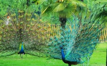 孔雀和鹤的读后感优质6篇