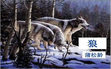 《狼》的作文600字优质7篇