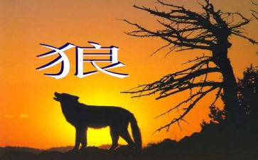 《狼》的作文600字通用6篇
