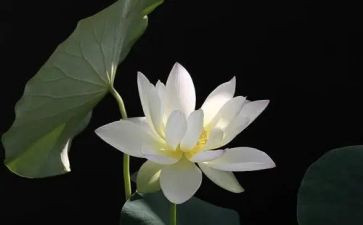 我和莲作文优秀8篇