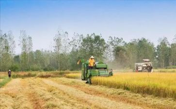 关于粮食的心得体会8篇