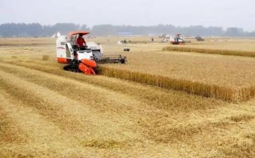 粮食安全宣传周活动总结6篇