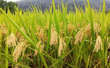 节约粮食的演讲稿6篇