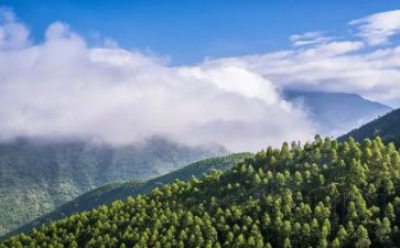 林业总结报告7篇