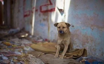 流浪狗观后感精选7篇