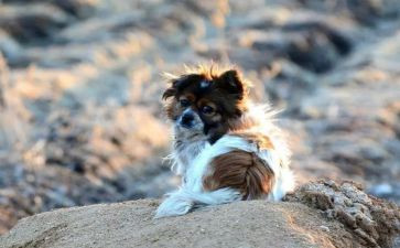 流浪狗观后感6篇