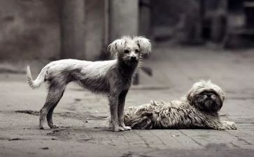 流浪狗观后感优秀8篇