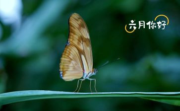 中班六月份月计划6篇