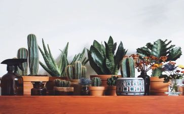 绿色校园班会教案5篇