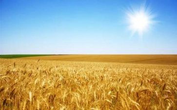 麦田的守望者读后感800字6篇