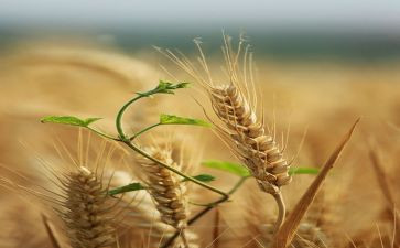 画麦子教案优质7篇