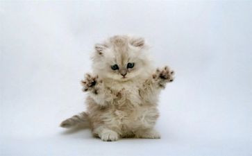 床靴子的猫读后感6篇