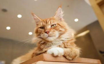 《朝花夕拾》狗,猫,鼠心得体会模板7篇