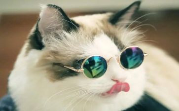 老鼠和猫的读后感通用5篇