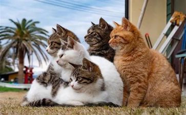 小班语言猫和鸟教案最新8篇