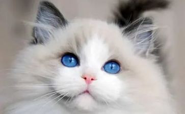 春天的花和猫教案参考8篇
