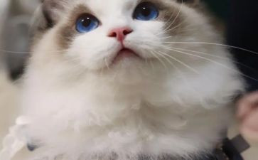 我与猫作文800字7篇