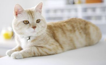小猫爱钓鱼教案7篇