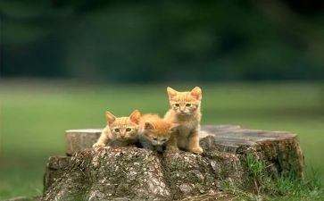 音乐小花猫教案8篇