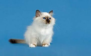 小学生作文小猫400字7篇