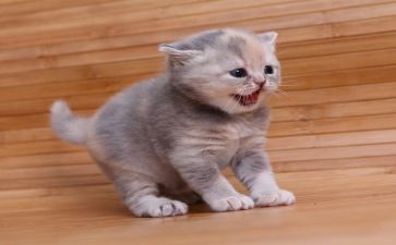 猫优秀作文8篇