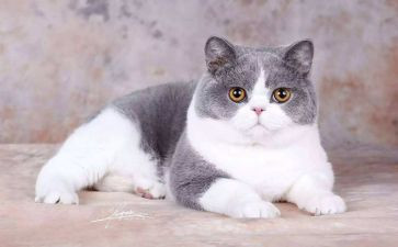 写大熊猫的作文7篇