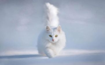 春天的花和猫教案模板7篇