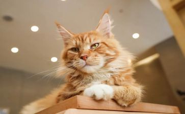 七年级上册猫作文6篇