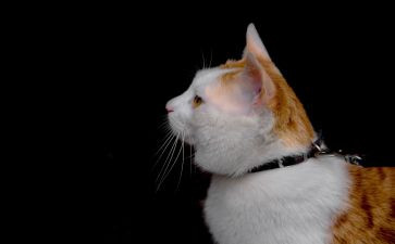 猫的作文100字8篇
