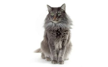 小老鼠画猫大班教案5篇