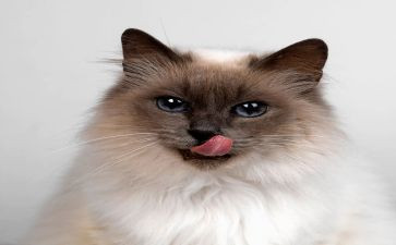 语言小班猫和鸟教案优质6篇