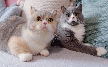 猫的作文100字通用8篇