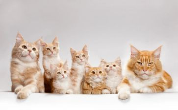 语文课猫的教案7篇