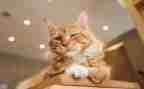 写大熊猫的作文优质7篇