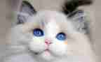 春天的花和猫教案优质5篇