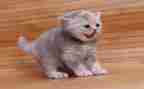 猫优秀作文8篇
