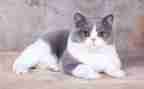 写大熊猫的作文7篇