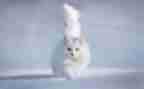 我爱猫作文500字通用5篇