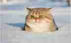 描写猫的作文200到300字优质8篇