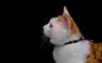 写熊猫的作文400字优质8篇