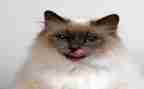 《猫》的读后感300字作文精选8篇